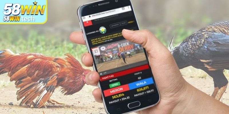 Lý do đá gà 4K 58Win được đánh giá và yêu thích