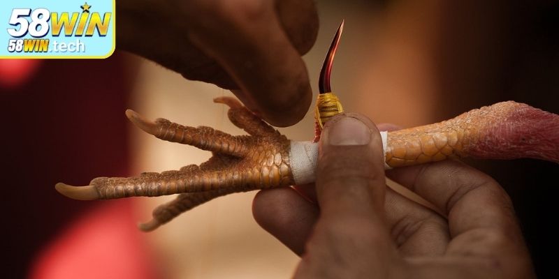 Quy định kết quả thắng thua