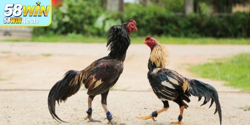 Giới thiệu sơ lược về đá gà cựa sắt 58Win