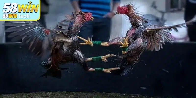 Quy định kết quả