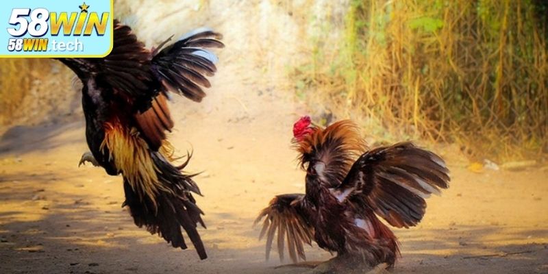 Giới thiệu sơ lược về đá gà Thomo 58Win

