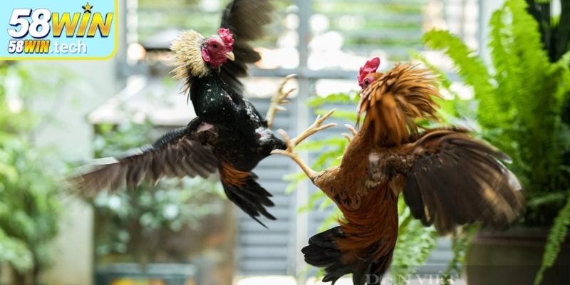 Quy định kết quả thắng thua