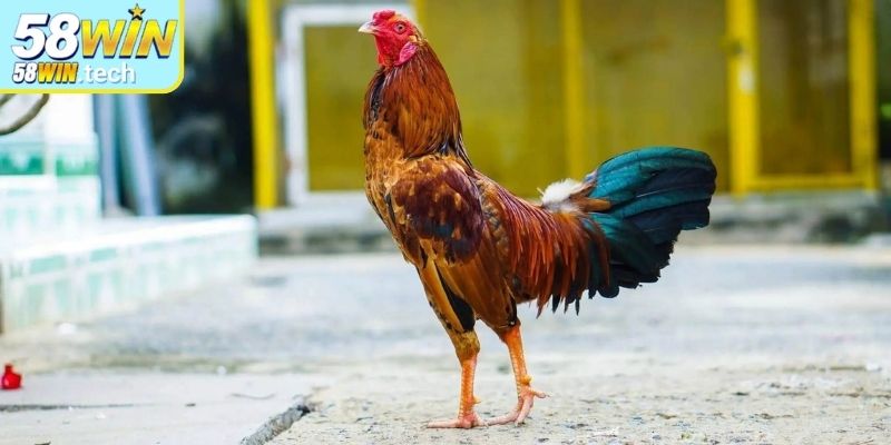 Giới thiệu sơ lược về đá gà tre 58Win