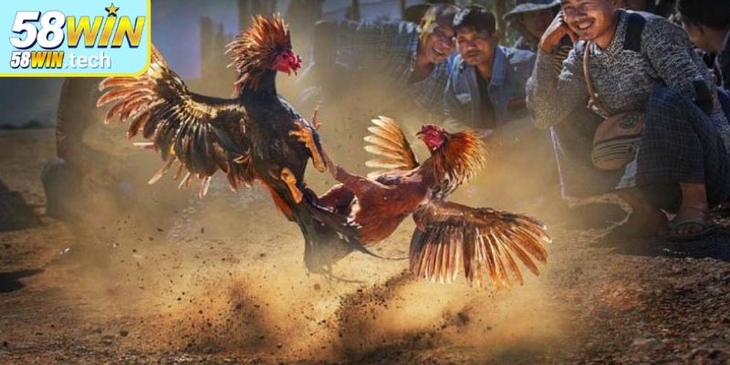 Quy tắc phân định thắng thua của đá gà tre 58Win
