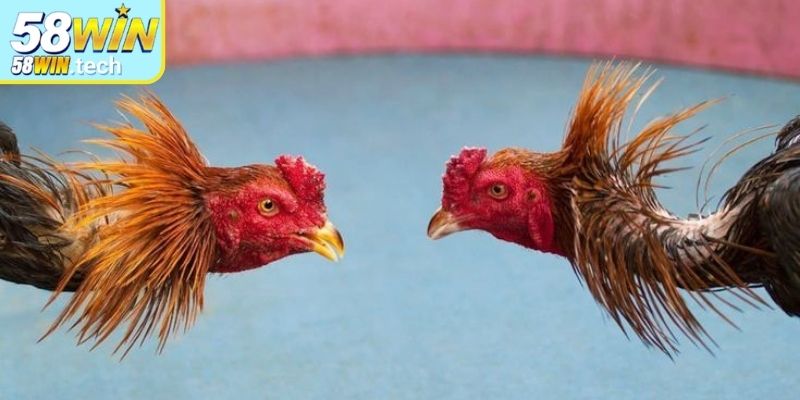 Đá gà Thomo – Trận đầu lớn, với nhịp đấu căng thẳng